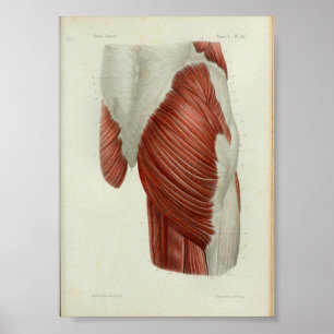 1844 Vintage Anatomy Print Muscles Hip Poster