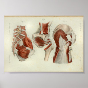 1844 Vintage Anatomy Print Muscles Hip Poster