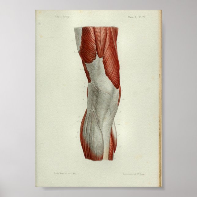 1844 Vintage Anatomy Print Muscles Knee Poster (Framsidan)