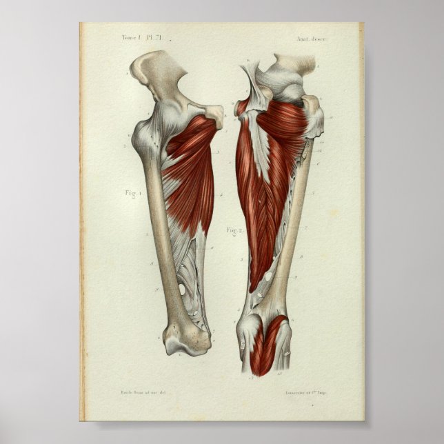 1844 Vintage Anatomy Print Muscles Leg Poster (Framsidan)