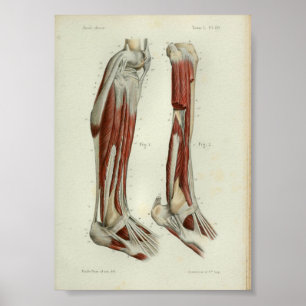 1844 Vintage Anatomy Print Muscles Leg Poster