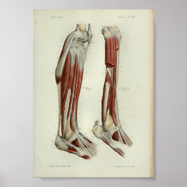 1844 Vintage Anatomy Print Muscles Leg Poster (Framsidan)