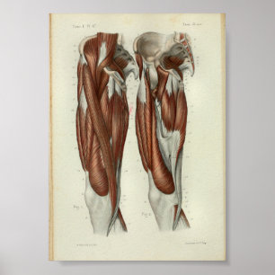1844 Vintage Anatomy Print Muscles Leg Poster