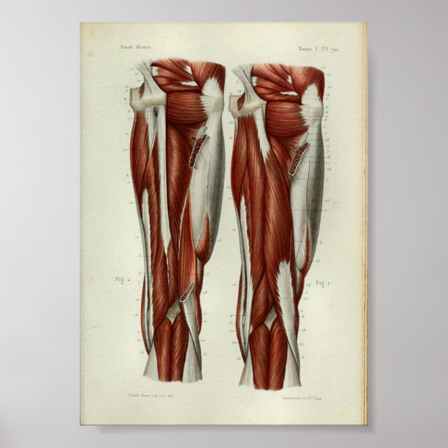 1844 Vintage Anatomy Print Muscles Leg Poster (Framsidan)