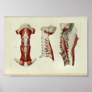 1844 Vintage Anatomy Print Muscles Nacke Poster