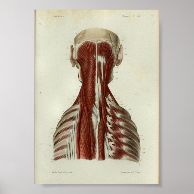 1844 Vintage Anatomy Print Muscles Nacke Poster (Framsidan)