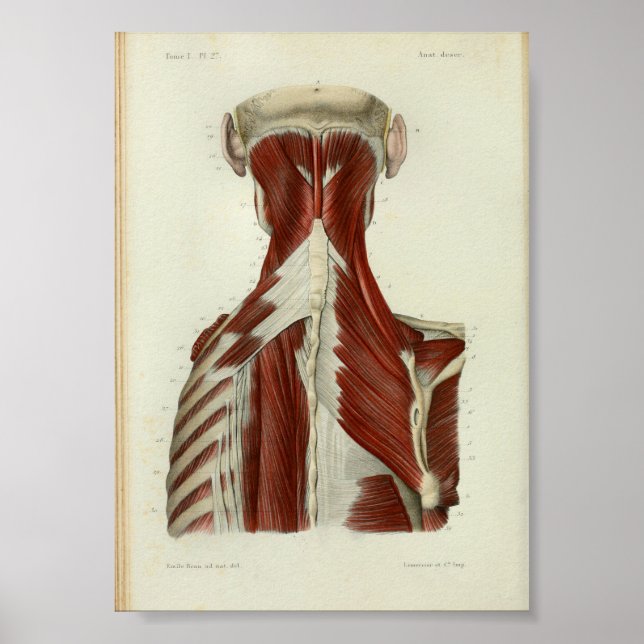 1844 Vintage Anatomy Print Muscles Nacke Poster (Framsidan)