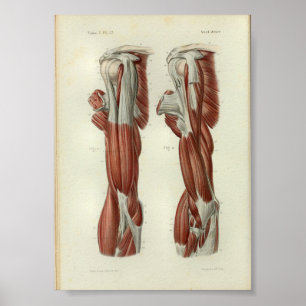 1844 Vintage Anatomy Print Muscles Shoulder Poster