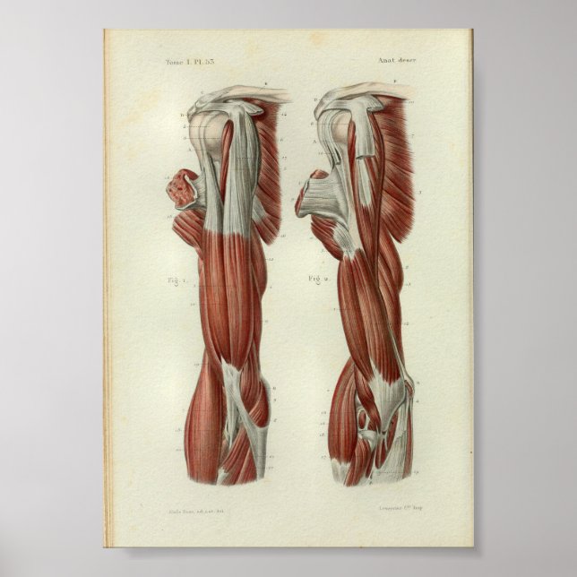 1844 Vintage Anatomy Print Muscles Shoulder Poster (Framsidan)
