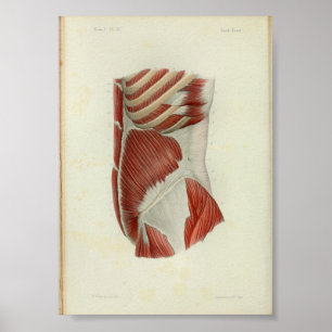 1844 Vintage Anatomy Print Muscles Torso Poster