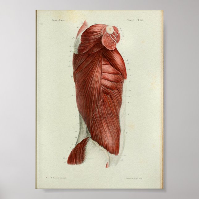 1844 Vintage Anatomy Print Muscles Torso Poster (Framsidan)
