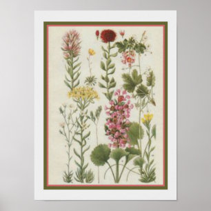 1849 Botaniskt utskrift av Jane Loudon - 12 x 16 Poster