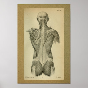 1850-Vintagars anatomi Skriv ut bakmuskler Poster