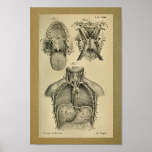 1850 Vintagars anatomi Skriv ut bukhåla Poster