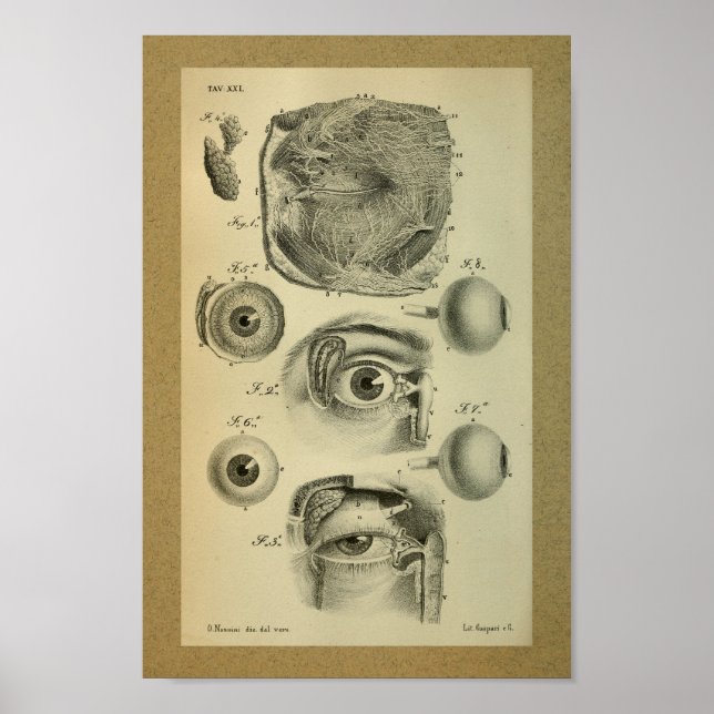 1850-Vintagars anatomi Skriv ut Human Öga Poster (Framsidan)