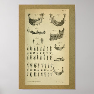 1850-Vintagars anatomi Skriv ut Jaw Teeth Poster