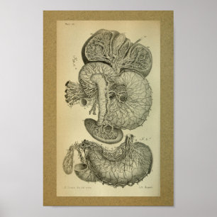 1850-Vintagars anatomi Skriv ut leverartärer Poster