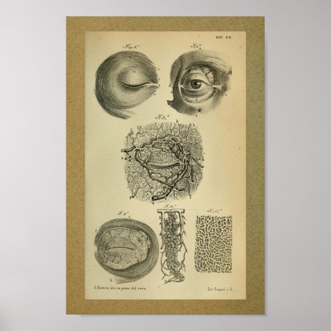 1850-Vintagars anatomi Skriv ut Öga-artärer Poster (Framsidan)