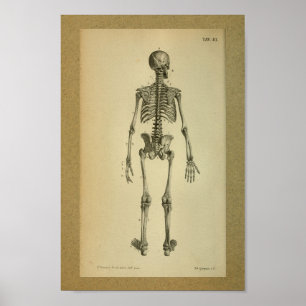 1850-Vintagars anatomi Skriv ut Skeleton Poster