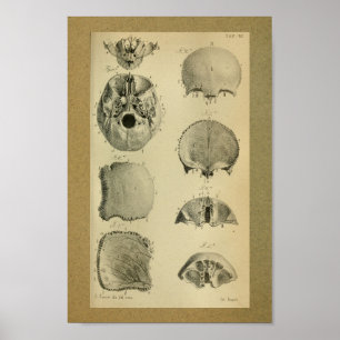 1850-Vintagars anatomi Skriv ut Skull Poster