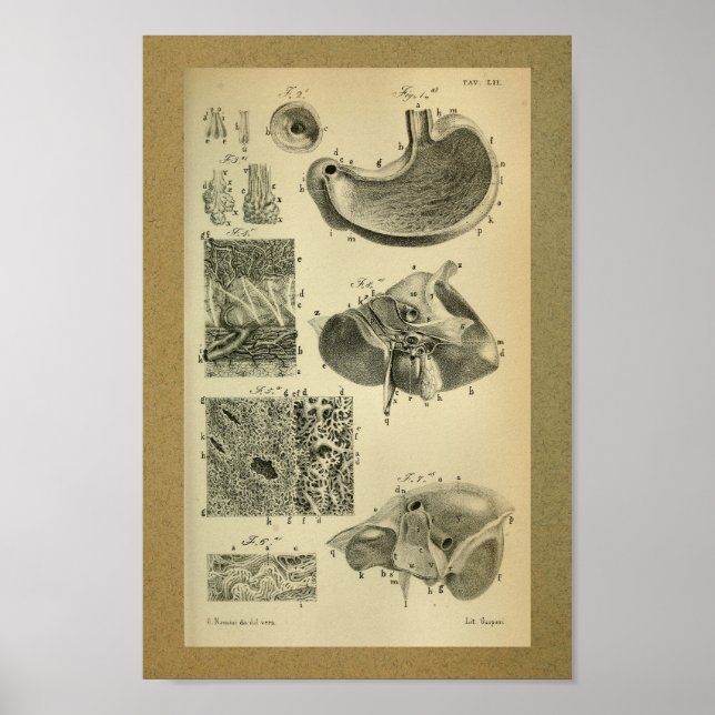1850-Vintagars anatomi Skriv ut stomach Poster (Framsidan)