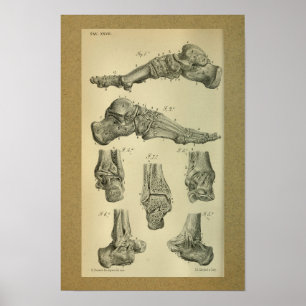 1850-Vintagars anatomi, skrivarfotvinkel Poster