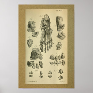 1850-Vintagars anatomi, skrivarfotvinkel Poster