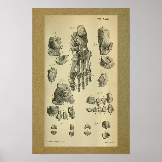 1850-Vintagars anatomi, skrivarfotvinkel Poster (Framsidan)