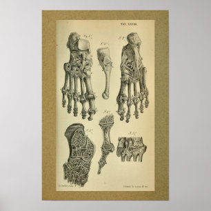 1850-Vintagars anatomi, skrivarfotvinkel Poster