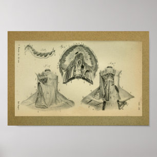 1850 Vintage Anatomy Print Diaphragm Muscles Poster