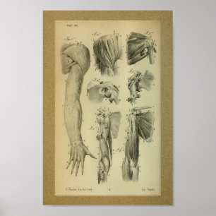 1850 Vintage Anatomy Print Shoulder Muscles Poster