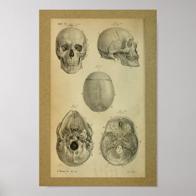 1850 Vintage Anatomy Print Skull Poster (Framsidan)
