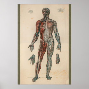 1851 Vintage Anatomdiagram för blodtillförsel Poster