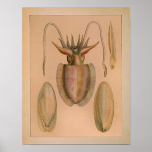 1851 Vintage Color Common Cuttlefish Print Poster