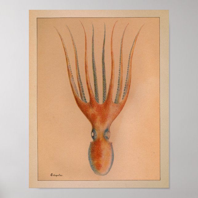 1851 Vintage Färg oktopus Skriv ut Poster (Framsidan)