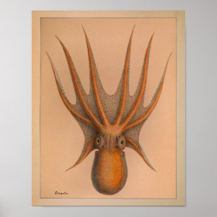 1851 Vintage Färg oktopus Skriv ut Poster