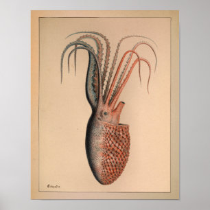 1851 Vintage Färg oktopus Skriv ut Poster