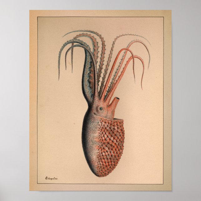 1851 Vintage Färg oktopus Skriv ut Poster (Framsidan)