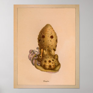 1851 Vintage Färg oktopus Skriv ut Poster