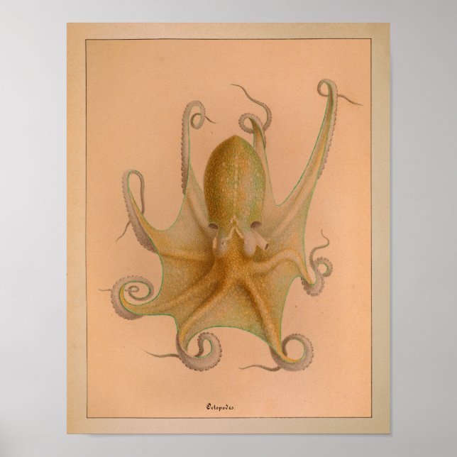 1851 Vintage Färg oktopus Skriv ut Poster (Framsidan)