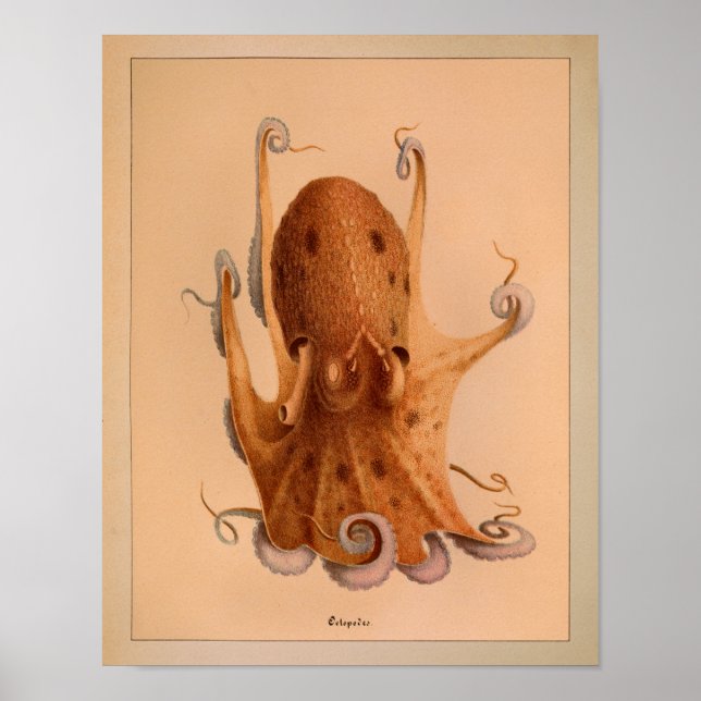 1851 Vintage Färg oktopus Skriv ut Poster (Framsidan)