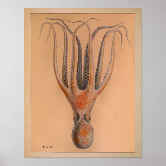 1851 Vintage Färg oktopus Skriv ut Poster (Framsidan)