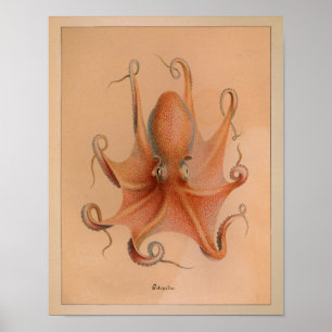 1851 Vintage Färg oktopus Skriv ut Poster