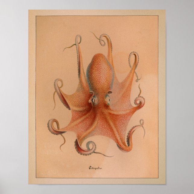 1851 Vintage Färg oktopus Skriv ut Poster (Framsidan)