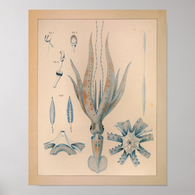 1851 Vintage Färg-utskrift Poster (Framsidan)