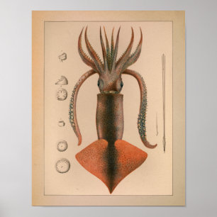 1851 Vintage Färg-utskrift Poster
