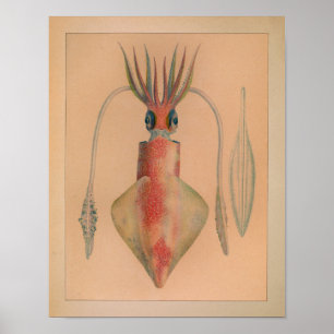 1851 Vintage Färg-utskrift Poster