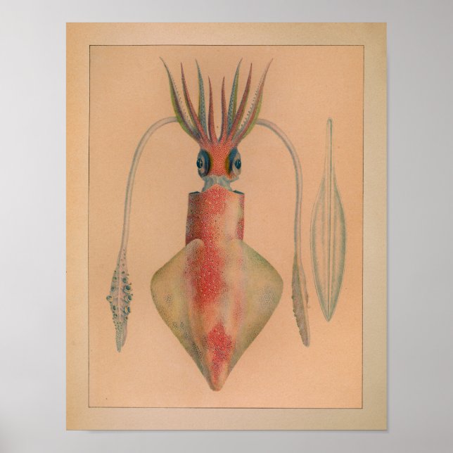 1851 Vintage Färg-utskrift Poster (Framsidan)