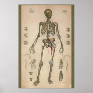 1851 Vintage Skeletal Anatomidiagram Poster