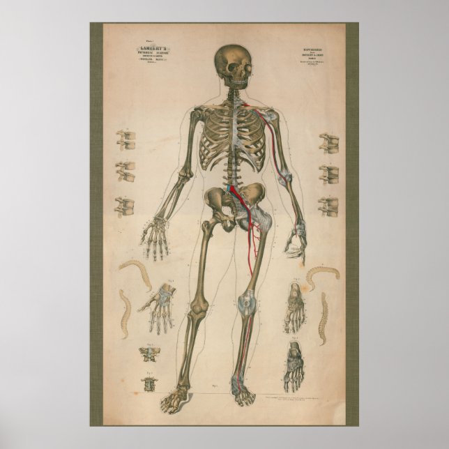 1851 Vintage Skeletal Anatomidiagram Poster (Framsidan)